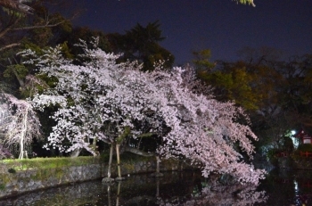 夜でも圧巻