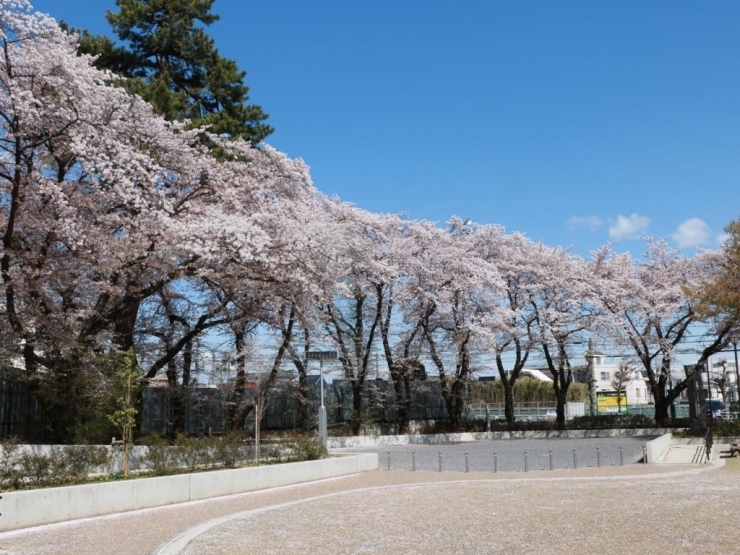 旧柴崎学習館跡地にできた広場で、諏訪の森公園と隣接しています。<br>大きな桜の木が見事な花を咲かせています。