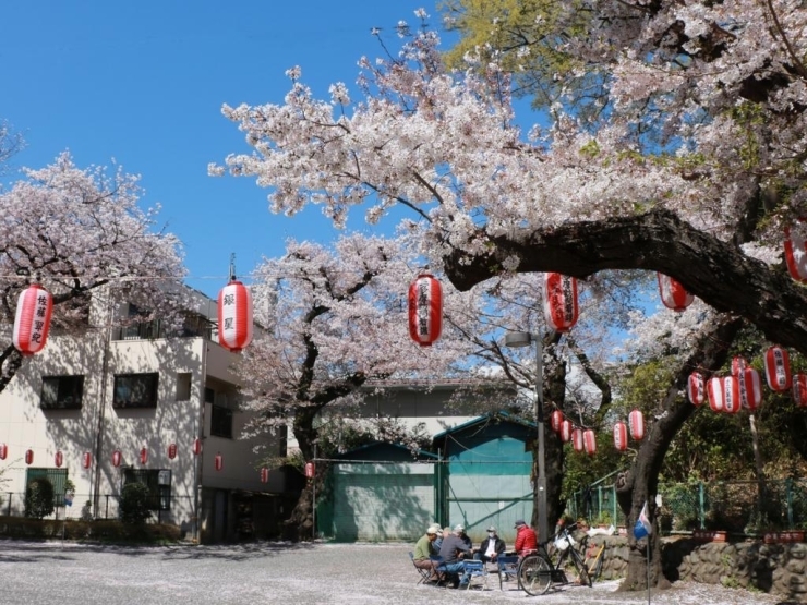 西立川駅周辺にお住まいの人々の憩いの場となっている公園。<br>桜の時期には提灯も掲げられ、お花見にうってつけの公園です。