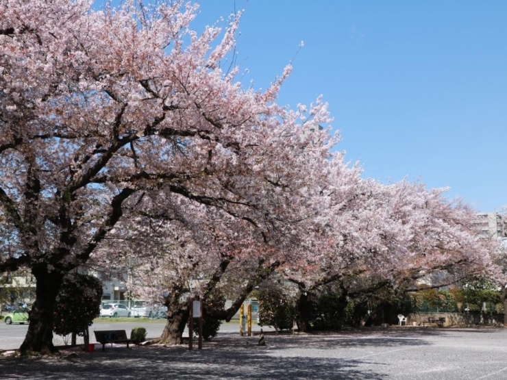 公園を囲むように桜の木が植えられていて360度のパノラマが楽しめます。<br>広い公園で、桜の花をゆっくりと鑑賞できます。