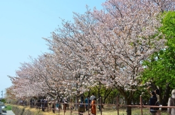 桜並木　全部種類が違うんです