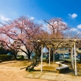 桜咲く「子供たちの声が絶えない二俣公園」に花見に行ってまいりました～♪