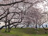 「【西条市 石田】ひょうたん池の桜が満開です！」