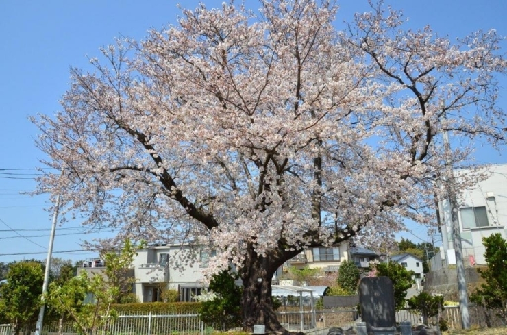 染井吉野（そめいよしの）