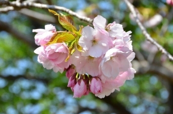 ピンク色の桜は人気
