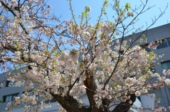 「アメリカ」アメリカで染井吉野から実生から作られ日本に戻ってきた桜
