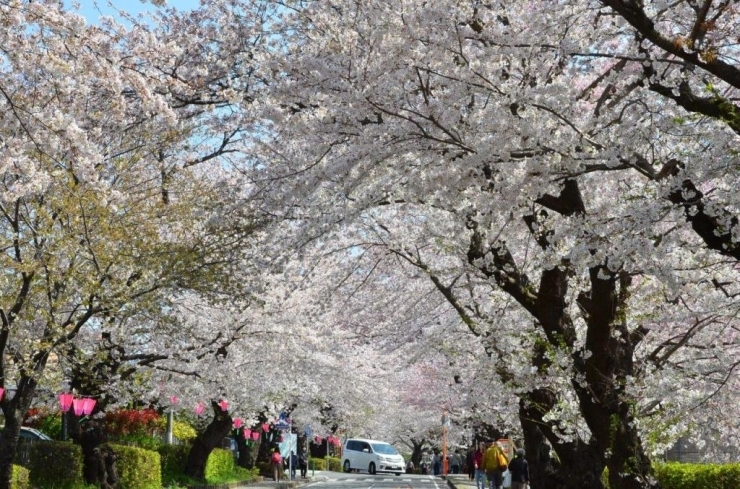 桜並木は満開