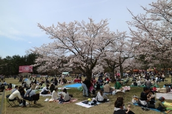 悠久山公園 長岡の桜 お花見スポット情報 まいぷれ 長岡市