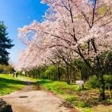 国宝鶴林寺の隣にある「鶴林寺公園」の桜並木に花見に行ってまいりました♪