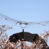 【守口門真】まいぷれ的もりかど桜探訪2019