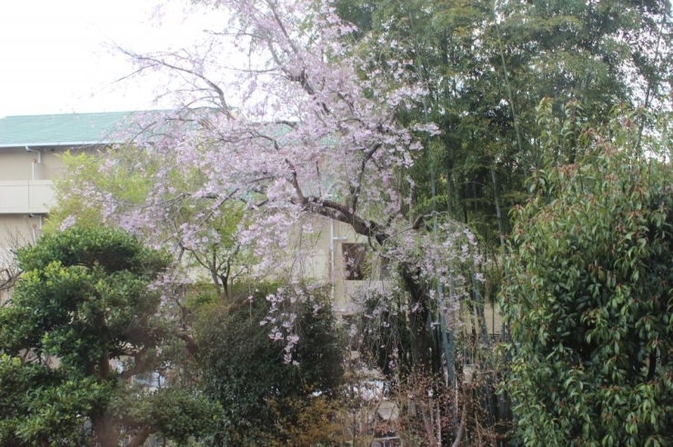 お部屋からは桜も見れました。桜だけでなくなか安では四季折々の風景が楽しめます。