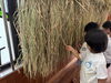 「稲の観察」