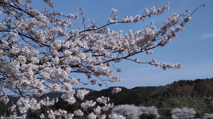 「☆桜満開☆史跡と桜並木☆広瀬町☆」