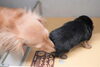 「ミニチュアダックス子犬情報」