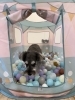 Ｈこなつちゃん「ましゃまろ幼稚園🐾」