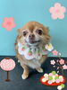 「Dog salon mofu mofu 余市町」