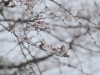 草津市　桜「草津市　桜」