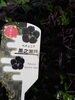 真っ黒なペチュニア　黒之瀬戸「入荷情報【八重咲きのユリや、真っ黒なペチュニア】新潟県村上市の園芸店 g+f MOMO　人気の宿根草も入荷しました！」