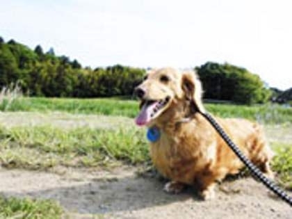 成田市内のペットホテル トリミングのお店まとめ 成田 印西 白井編集部選 気になる店舗特集 まいぷれ 成田 印西 白井