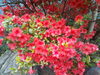 「今年はツツジの花キレイです♡」