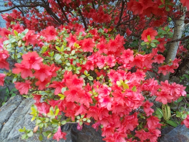 「今年はツツジの花キレイです♡」