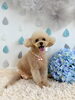 花ちゃん「わんこと梅雨☔️」