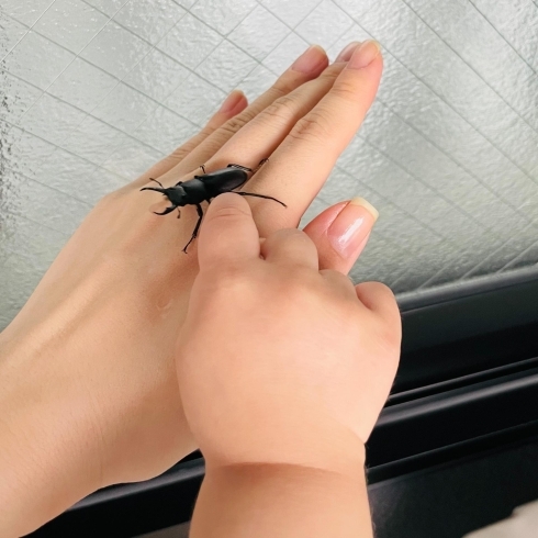 子どもも興味津々！「小さなクワガタを見つけました！」