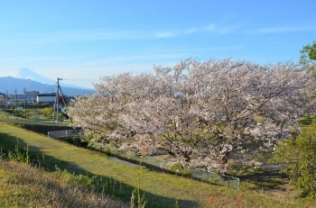 富士山と桜が撮れるスポット発見　狩野川堤防より