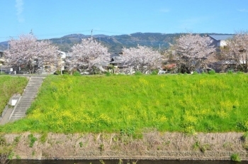 函南小学校裏　来光川の堤防