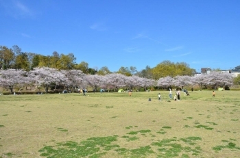 最後の桜を楽しむ家族連れで賑わってました