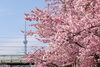 旧中川河川敷の河津桜　3/6「春の訪れ★なぎさ公園　河津桜開花情報★今月末くらいが見ごろかな～(^_-)-☆」