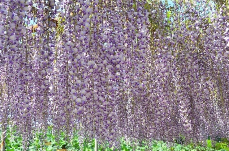 見事な藤の花