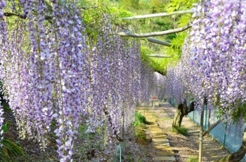 藤の花のトンネル