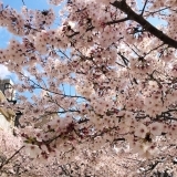 桜のシーズンに「加古川グリーンシティふれあい公園」を散策してまいりました～♪