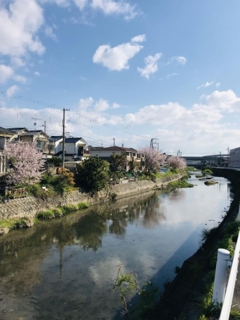川沿い桜