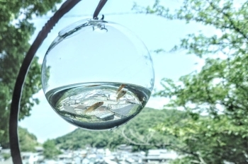 浄國寺境内より。黒江の町にメダカが泳ぐ写真を撮ることができました。（2018年撮影）