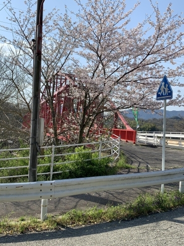 向島大橋＋桜「往療に行ってきました。」