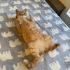 はっさく「猫の日イベントのお知らせ」