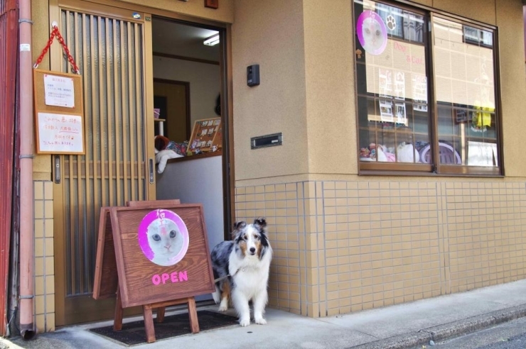 小学生が通るたびに「猫の店やのに犬がいる！」といじられるヒメちゃん