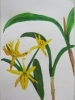 「児童科生徒作品（鉢の花）」