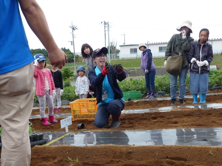 茨城県行方地域農業改良普及センターの平松さんが苗の植え方をわかりやすく説明してくれました。<br>今回苗植えをする枝豆の品種名は「おつな姫」です。種から植える枝豆の品種名は「里のほほえみ」です。