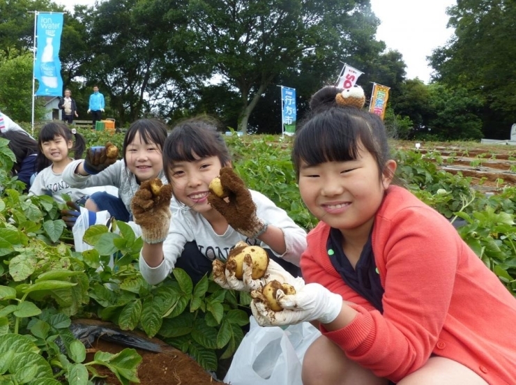 大きなじゃがいもから小っちゃくてかわいいじゃがいも見つけたよ(≧▽≦)