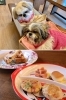 様々なワンちゃんが集まります♪
ワンちゃんメニューも豊富！「DOG CAFE ABBEY ROAD」