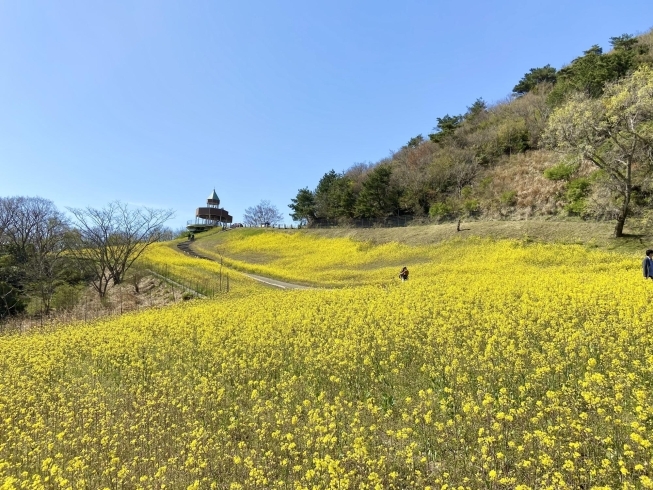 「【四国中央市：金砂町】翠波高原の菜の花が満開です！」