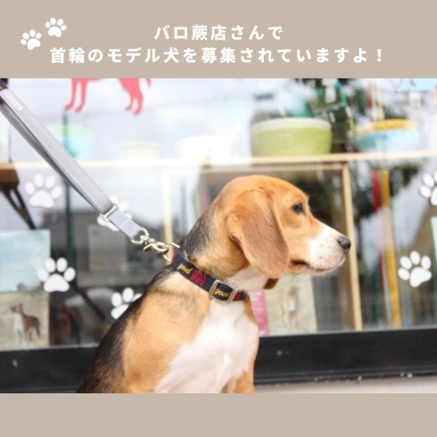 「バロ蕨店【モデル犬・モデル猫募集のご紹介】」