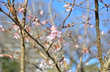 楽寿園の10月桜