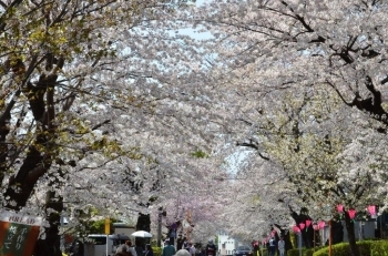 遺伝学研究所の桜並木