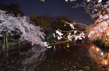 三嶋大社夜桜