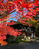 「今の時期は紅葉がとても綺麗です✨」