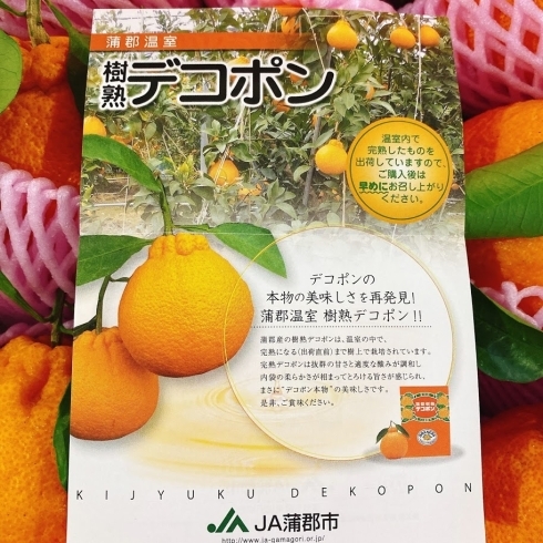 「「ハウスみかん」で有名な愛知県の蒲郡から「デコポン」が入荷しましたよー♪」